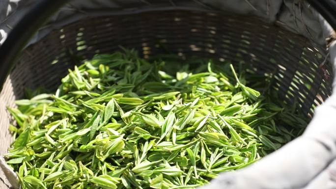 绿茶采摘 茶芽