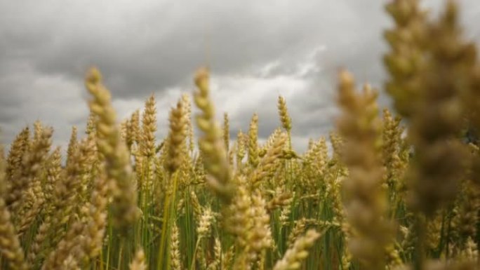 黑暗戏剧性天空背景下的麦田。小麦小穗与谷物摇动风。夏季谷物丰收。农业企业环保小麦。全球粮食危机。