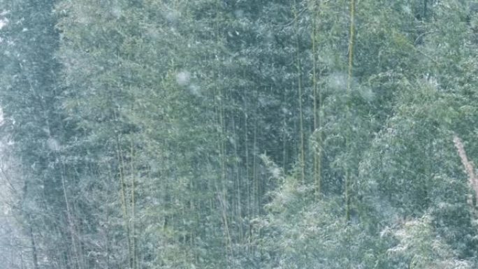 冰雪覆盖的竹林雪林雪景冰天雪地