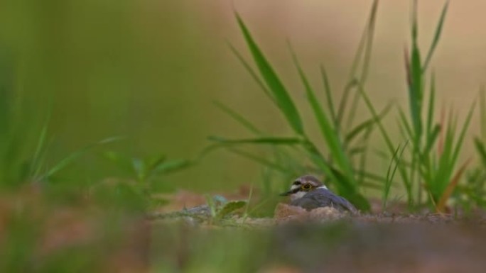 小环Plover-Charadrius dubius小型涉禽在淡水湖中，觅食筑巢，清晨坐在池塘边的鸡