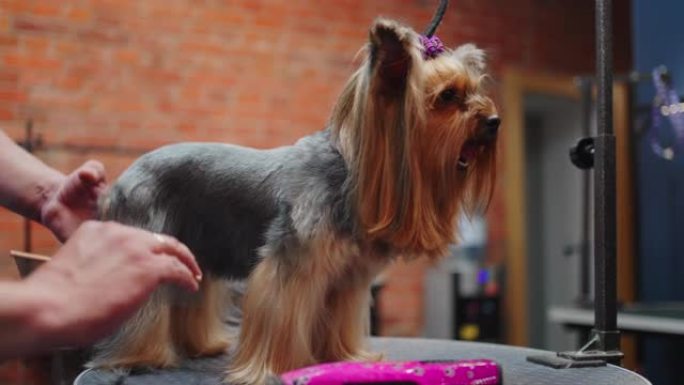 约克夏犬在宠物美容沙龙中，美容师正在为狗表演做准备