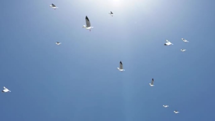 成群的鸽子自由飞翔，展开白色的翅膀。和平与自由。释放鸽子。