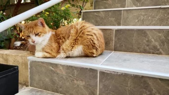 姜白巷猫躺在楼梯上。土耳其的流浪猫。夏日，树木，山脉和背景上的蓝天