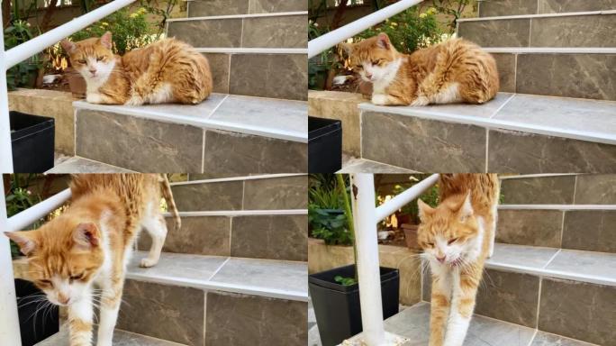 姜白巷猫躺在楼梯上。土耳其的流浪猫。夏日，树木，山脉和背景上的蓝天