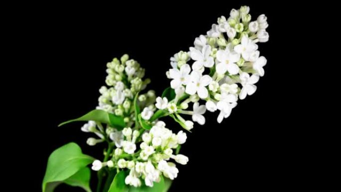 白色花朵丁香树枝在黑色背景上的时间流逝中绽放。美丽的芳香开放花特写大自然绽放背景