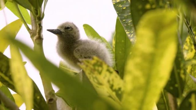 一只模糊的幼鸟坐在绿叶间的细节照片