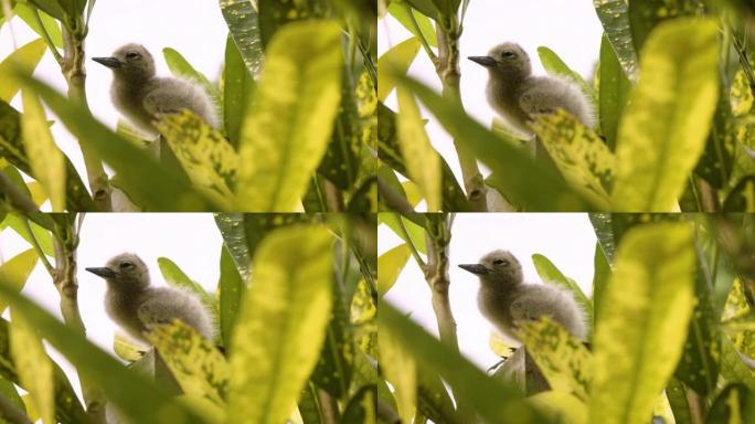 一只模糊的幼鸟坐在绿叶间的细节照片