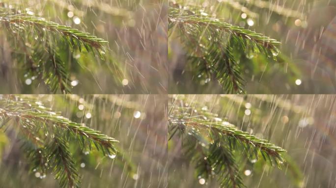 晴天下雨。常绿云杉树枝背景下的雨特写。