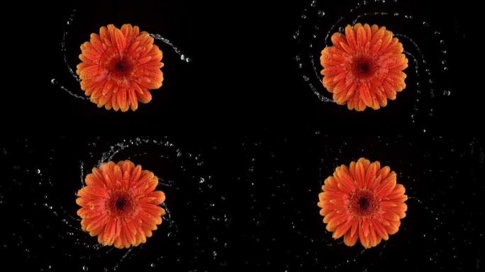水以超慢动作旋转橙色格柏雏菊花。用幻影弹性4k相机拍摄。