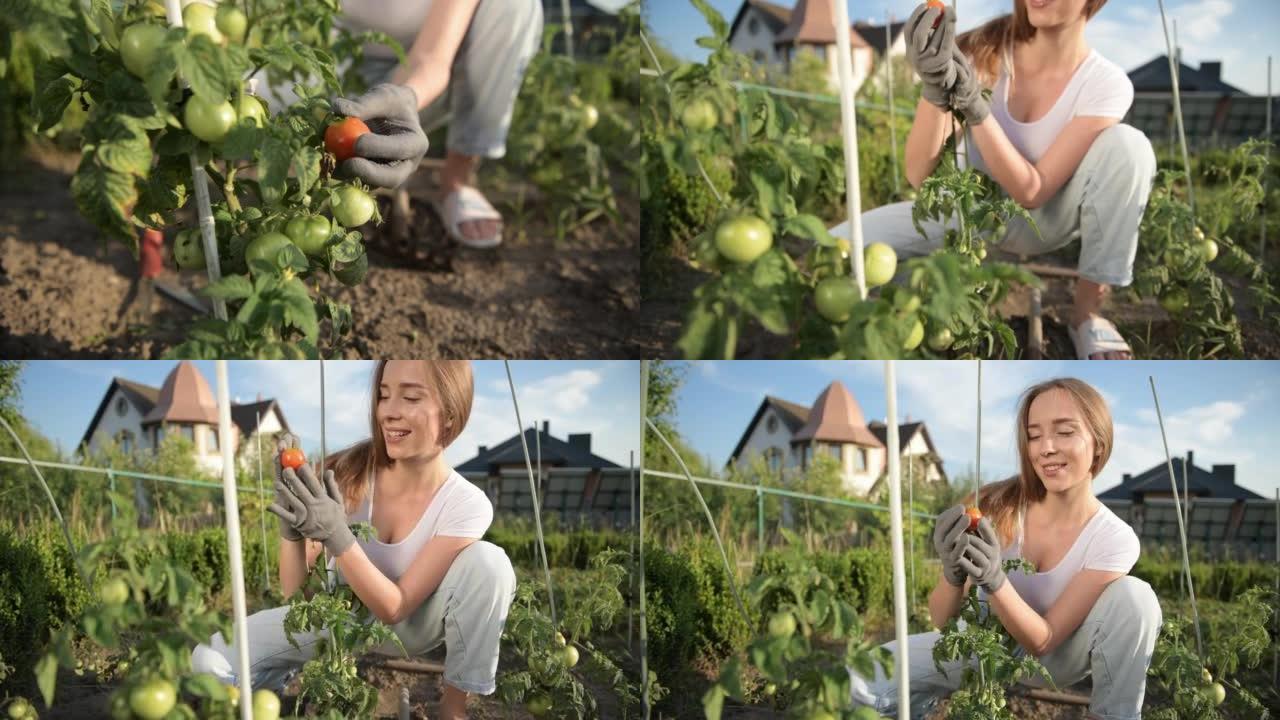 年轻开朗的女人白天在花园里拿西红柿