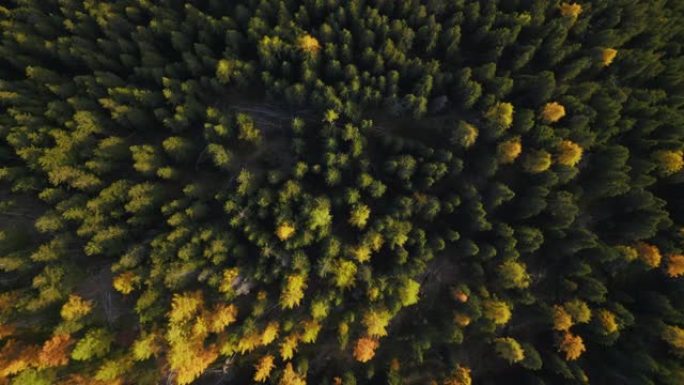 俯视图放大秋天的松树