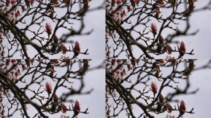 粉红色的幼小半开开花木兰树。在春季关闭带有芽的玉兰花树枝。美丽的粉红色的木兰花花在微风中，树枝在移动