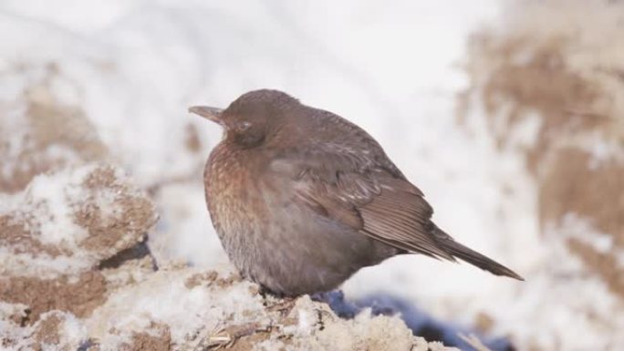 冬季在冰冻的地面上觅食的小鸟的详细照片