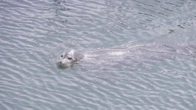 大型海豹在水中游泳的细节照片