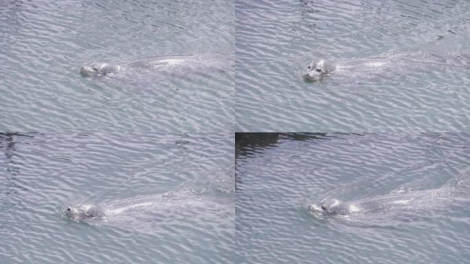 大型海豹在水中游泳的细节照片