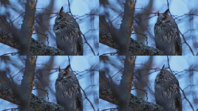 黄昏时坐在树上的北方长耳猫头鹰的详细照片