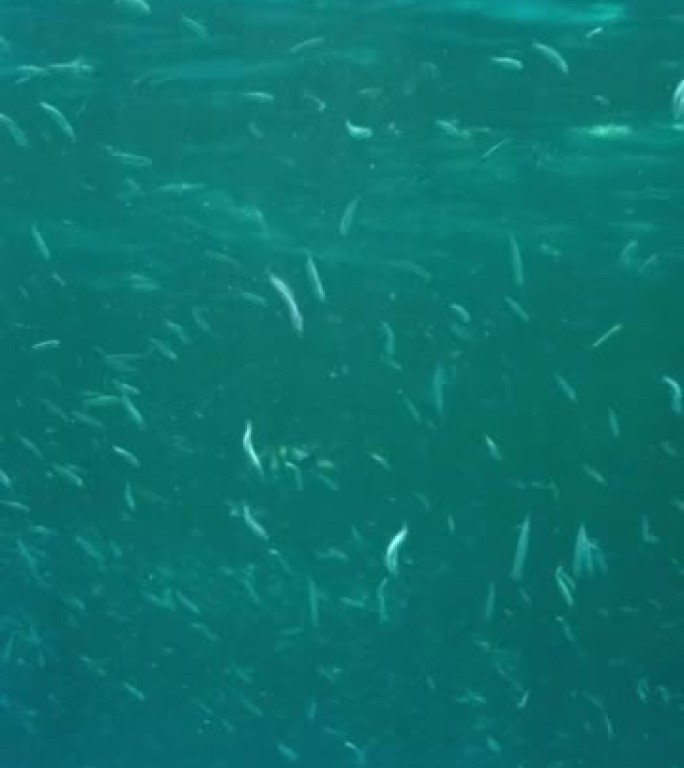 垂直视频: 小鱼群在珊瑚礁附近富含浮游生物的地表水中觅食。视觉上可分辨的富含浮游生物的水层 (少见现