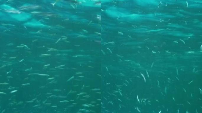 垂直视频: 小鱼群在珊瑚礁附近富含浮游生物的地表水中觅食。视觉上可分辨的富含浮游生物的水层 (少见现