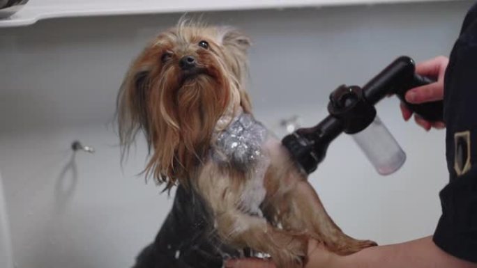 在美容院或狗窝里给约克郡梗洗澡，美容师正在洗小狗
