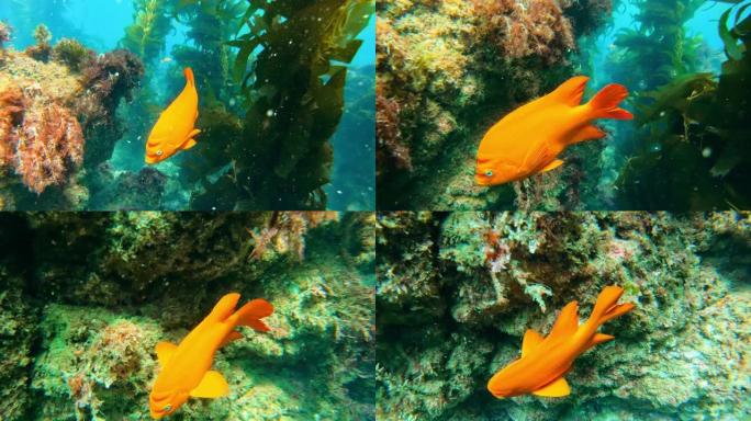 五颜六色的鱼在碧绿的水中游泳。加里波第鱼和潜水员在深海的巨型海带森林中游泳
