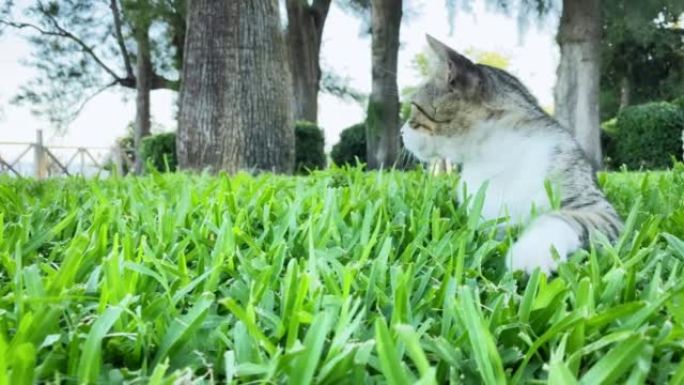 灰白相间的胡同猫躺在绿草地上，在公园里休息。土耳其的流浪猫。夏日，背景上的树木