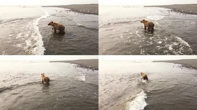 堪察加棕熊沿河奔跑，试图捕鱼