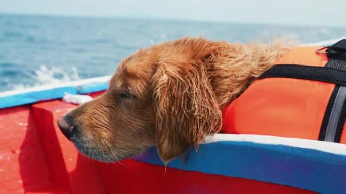 金毛猎犬睡在船上