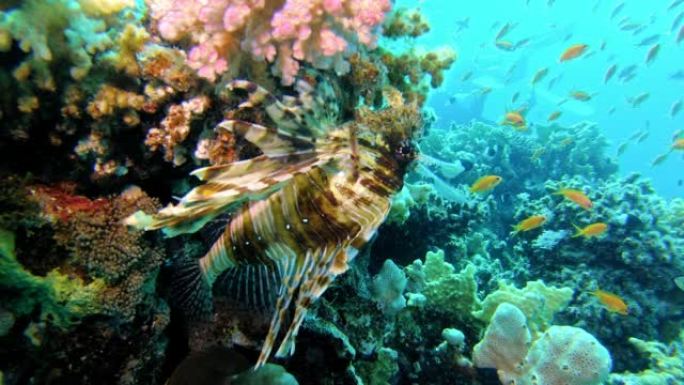 水下生命。漂浮在多色珊瑚上方的狮子鱼