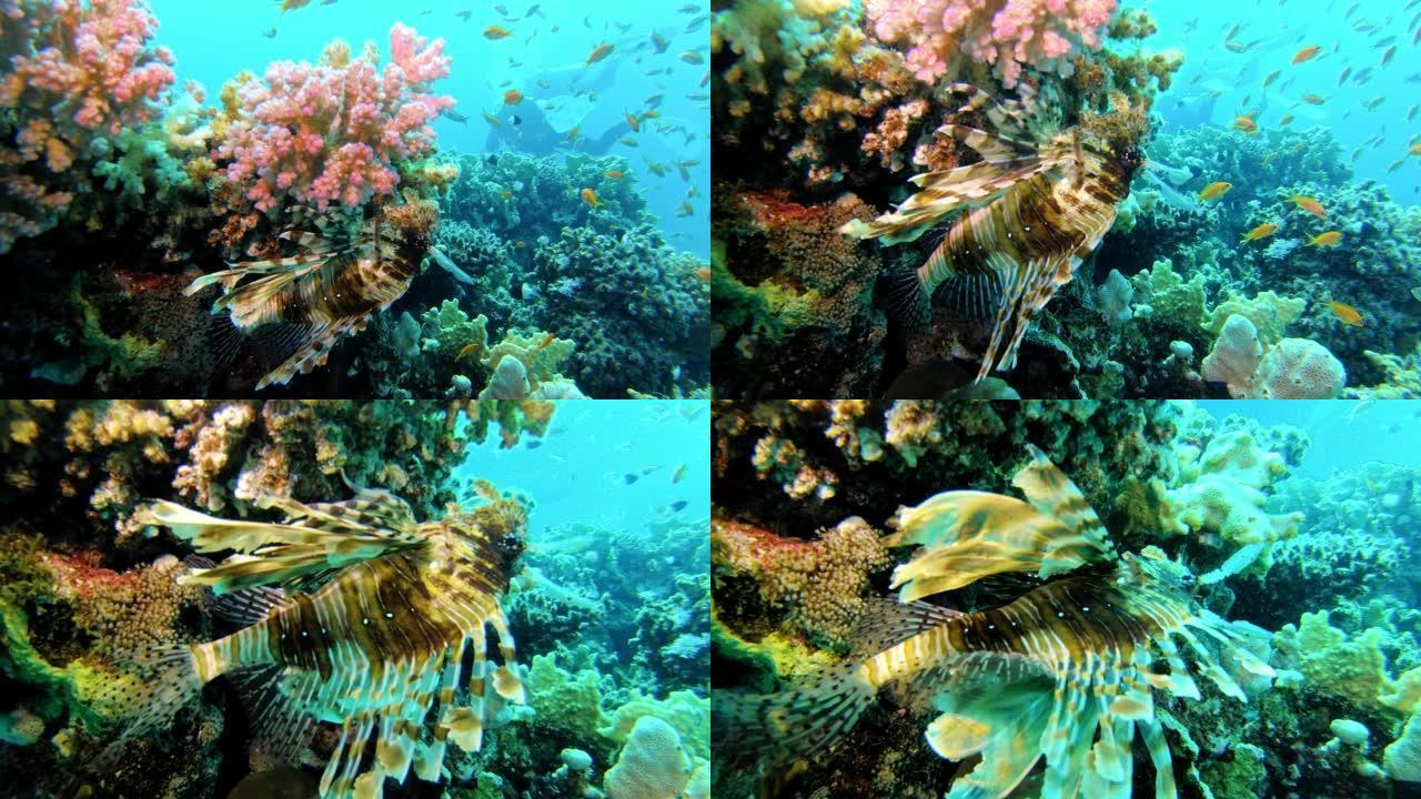 水下生命。漂浮在多色珊瑚上方的狮子鱼