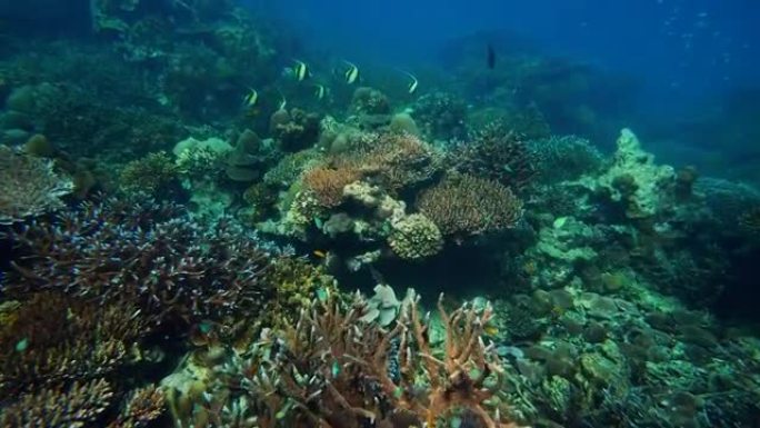 水下彩色珊瑚场景海底世界海底实拍海底潜水