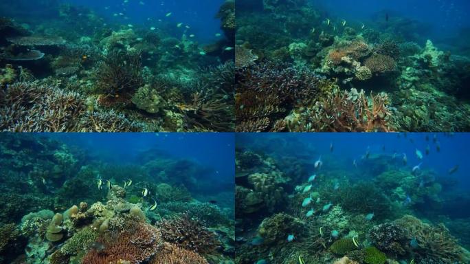 水下彩色珊瑚场景海底世界海底实拍海底潜水