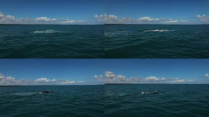 座头鲸跳出海洋并旋转鳍。