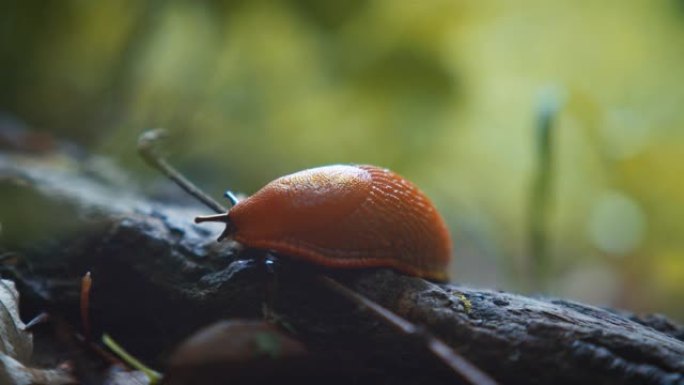 子弹在树枝上缓慢移动的细节镜头