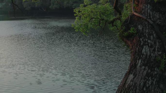 湖面 水面 波光粼粼 湖面树木