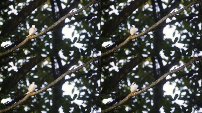 树枝上白鸟的细节照片