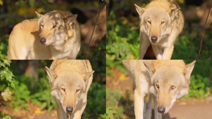 狼 (Canis lupus)，也称为灰狼，是犬科最大的现存成员。狼是狗家族中最大的野生成员。