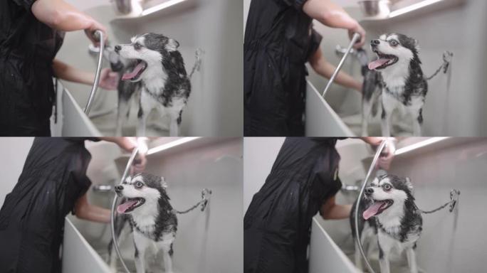 专业美容师正在为宠物、可爱的阿拉斯加克利凯美容动物园浴室洗狗