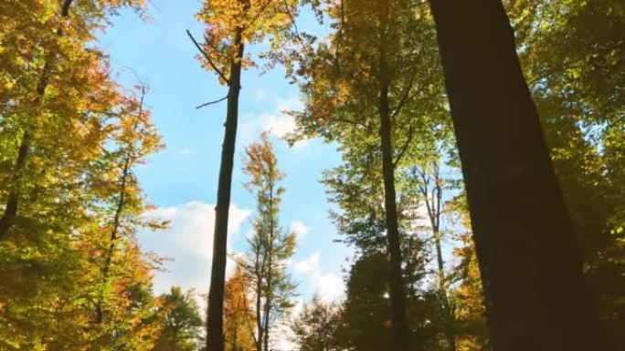 秋天阳光明媚的森林