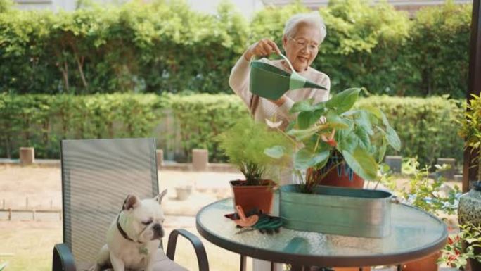 在家浇灌户外植物的高级女性