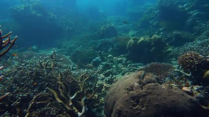 水下彩色珊瑚场景海底世界海洋生物