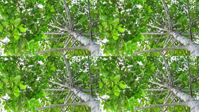 新鲜的绿色森林树树荫大树底下树下