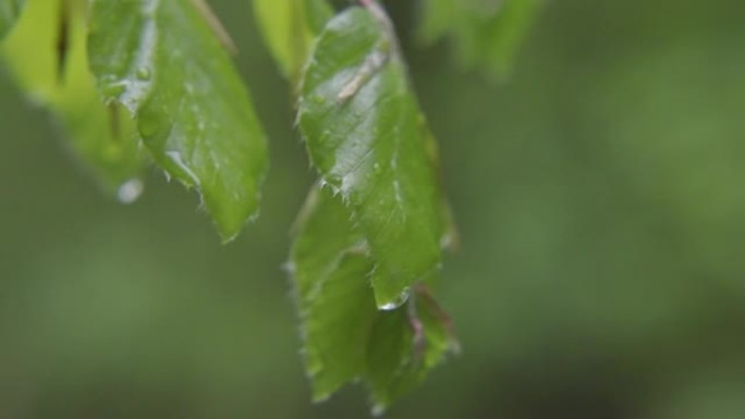 树叶上的雨滴细节拍摄