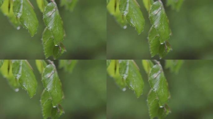 树叶上的雨滴细节拍摄