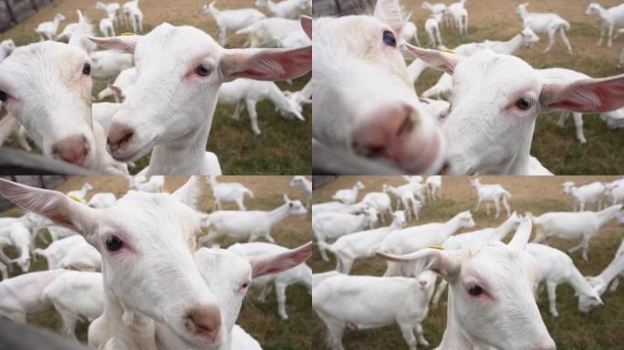感兴趣的古玩小山羊靠在围场的木栅栏上看着相机。牧场上户外的农场动物群。慢动作。