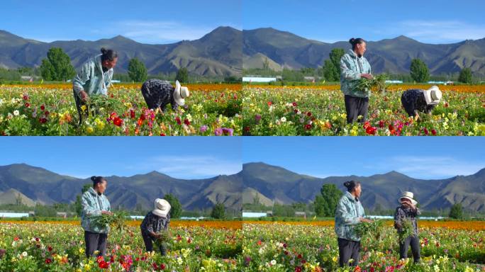 田间咋整花草 田间清理杂草 花农 农民