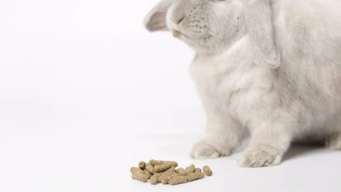 矮灰兔吃白底干粮。