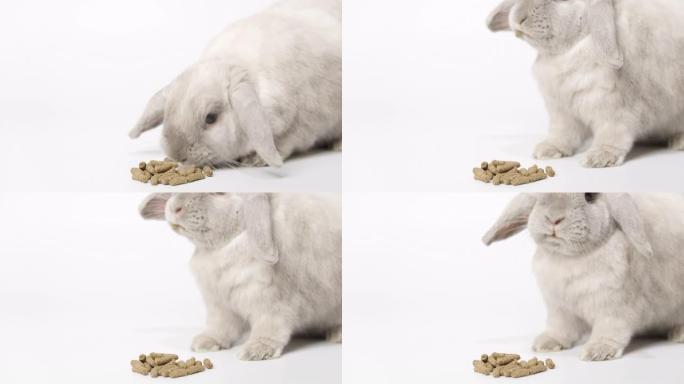 矮灰兔吃白底干粮。