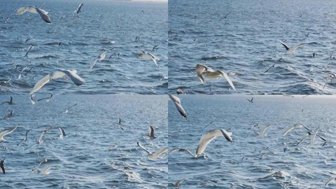 海鸥和鸟类: 渔船上的动物行为
