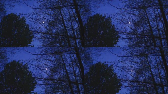 树木轮廓和月亮。日出前的森林