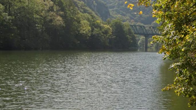绿色的菩提树叶在公园的湖泊或河流的前景中